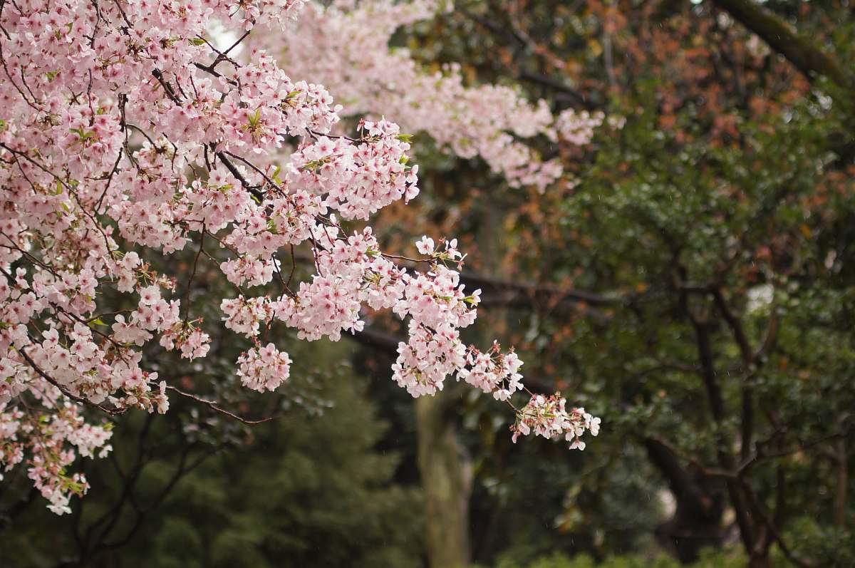 cherry blossom pink flowering tree closeup photography at daytime blossom